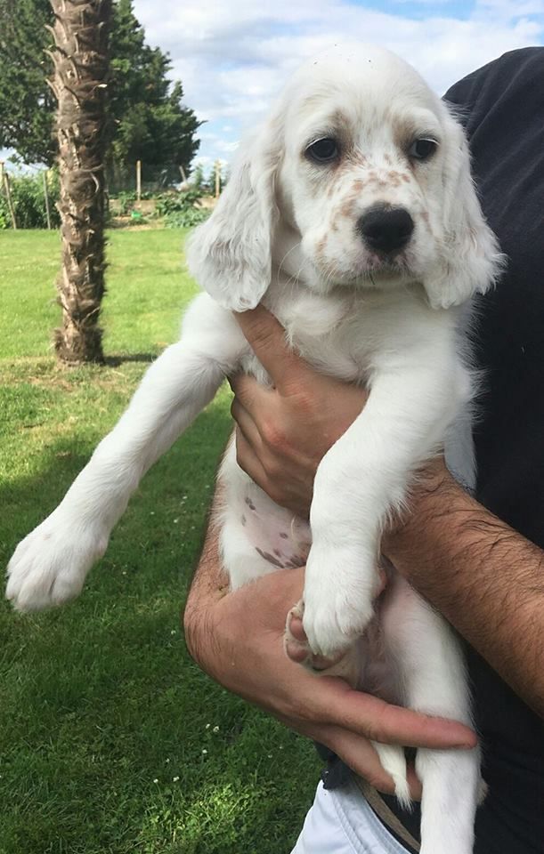 Chiots nés chez nous