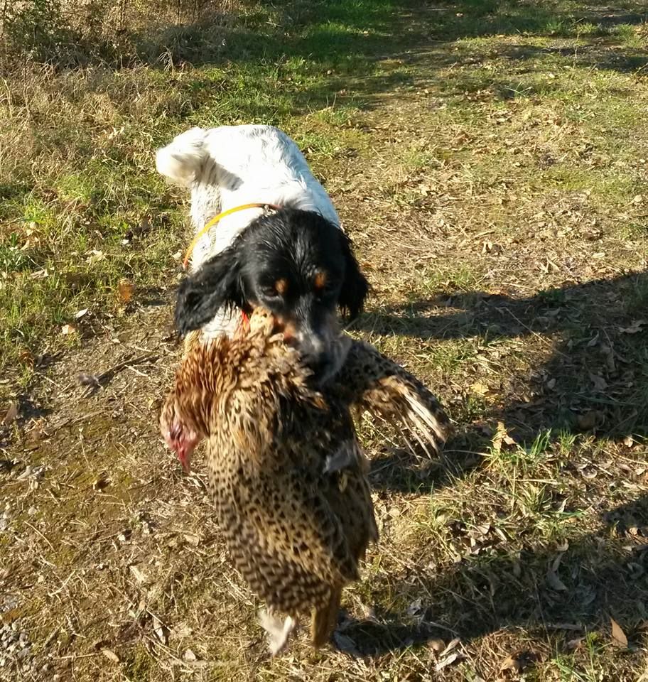 Chasse